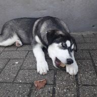 Husky/ kuvasz pups