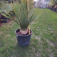 Yucca rostrata