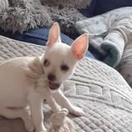 chihuahuatje  teefje